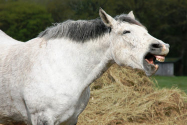 Hay Hay